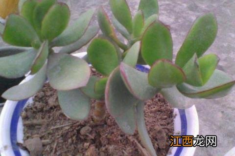 厚脸皮的养殖方法的养殖方法和注意事项