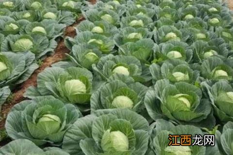 甘蓝种植时间和方法 羽衣甘蓝种植时间和方法