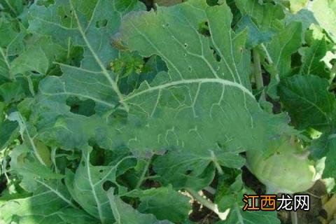 甘蓝主要病虫害 甘蓝病虫害防治技术