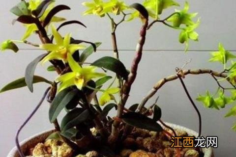 石斛种植方法 石斛种植方法怎么浇水