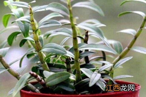 石斛种植方法 石斛种植方法怎么浇水