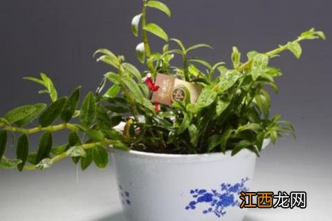 石斛种植方法 石斛种植方法怎么浇水