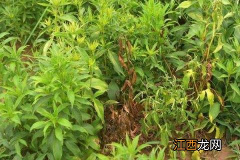 白术怎样种植技术 白术种植技术与方法