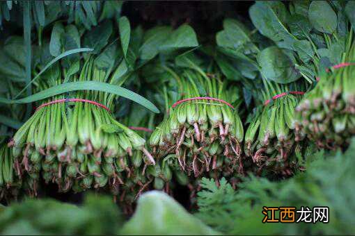 霜降后种菠菜几天出苗 种菠菜几天出苗