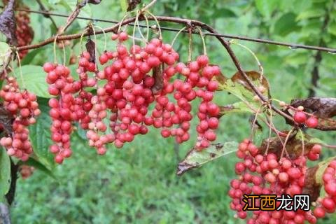五味子种植技术与栽培管理 五味子怎样栽培
