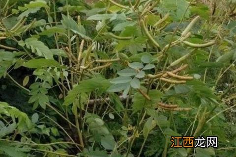 决明子种植方法 决明子种植条件