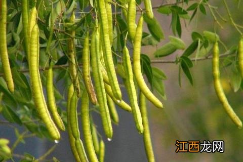 决明子种植方法 决明子种植条件