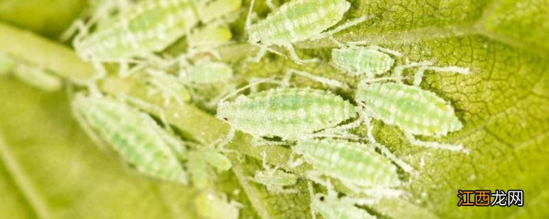 吡虫啉是有机磷杀虫剂吗,杀什么虫 吡虫啉是有机农药吗