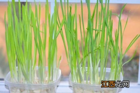 蒜苗在家怎么种植 蒜苗在家怎么种