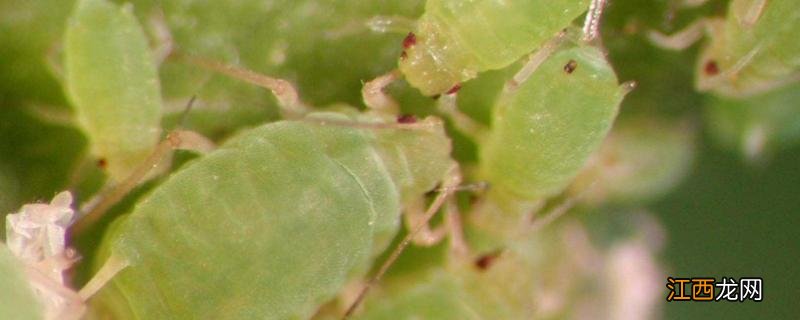 甲氨基阿维菌素苯甲酸盐治什么虫,能和除草剂一起用吗