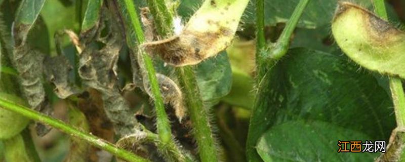 大豆根腐病症状和治疗方法,是什么原因造成的