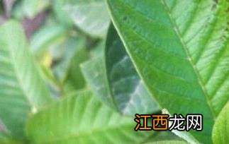 石榴叶的功效与作用及副作用 石榴叶的功效与作用及副作用图片