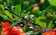 石榴花的功效与作用点 石榴花的功效与作用