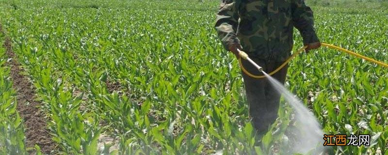 玉米除草剂几小时下雨不影响药效 玉米除草剂打完几小时下雨不影响药效