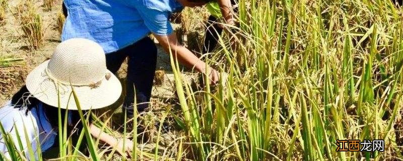 环嗪酮在土壤里多久失效，作用功能是什么