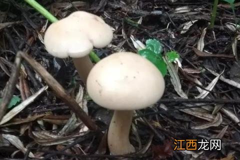 草菇栽培种配方 草菇栽培培养料如何配方