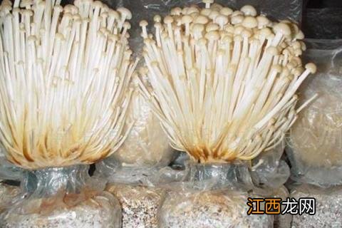 金针菇如何种植方法 金针菇怎么种植在家简单