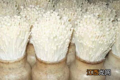 金针菇如何种植方法 金针菇怎么种植在家简单