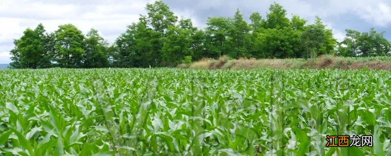 玉米田除草剂怕雨吗，除草剂什么时候打比较好