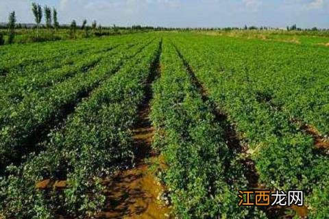 枸杞要怎么种枸杞的种植过程 枸杞怎么种植适合在什么地方种植