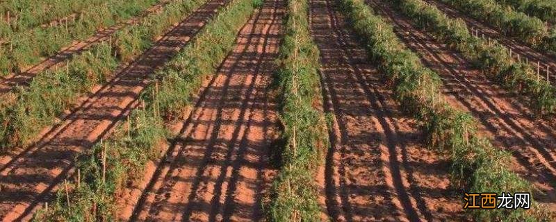 枸杞要怎么种枸杞的种植过程 枸杞怎么种植适合在什么地方种植