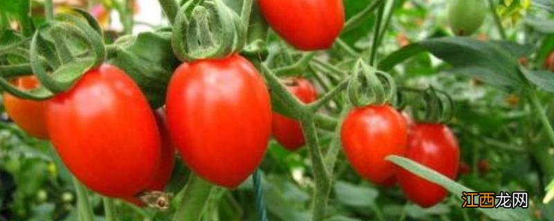 圣女果什么时候种植,成熟上市时间 圣女果是什么时候种植