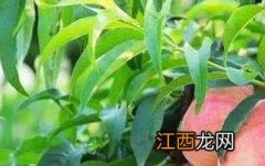 水蜜桃是热性还是凉性 蜜桃是凉性的还是热性