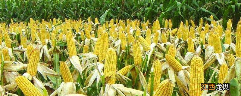 玉米缺苗补救措施 玉米缺苗怎么补种，补栽要注意什么