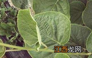 红心果叶的功效与作用及药用价值是什么 红心果叶的功效与作用及药用价值