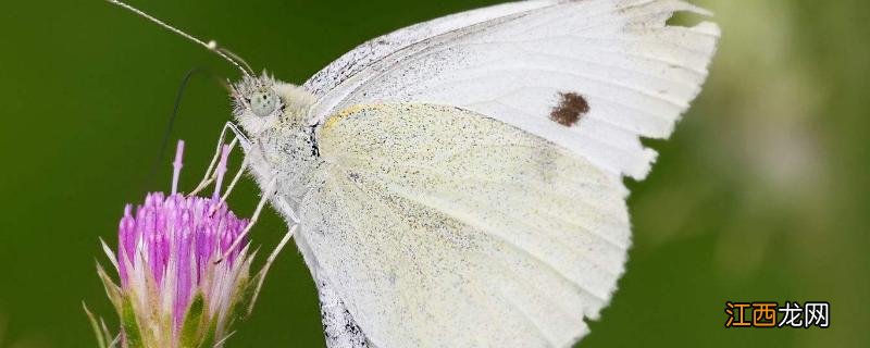 高效氯氟氰菊酯杀蛴螬吗 高效氯氟氰菊酯的禁忌,杀什么虫