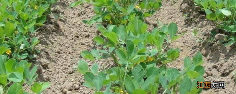 黄豆几叶打除草剂,用什么除草剂安全有效