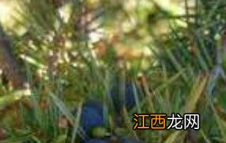 杜松子是杜松浆果吗 杜松子和杜松浆果的区别