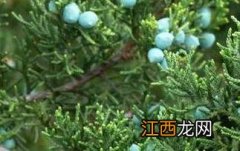 杜松浆果和蓝莓区别 杜松浆果和蓝莓区别在哪里