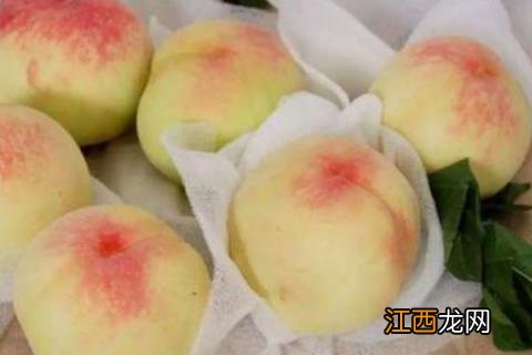 水蜜桃如何保存好?贮藏保鲜技术 水蜜桃如何保存好?贮藏保鲜技术视频