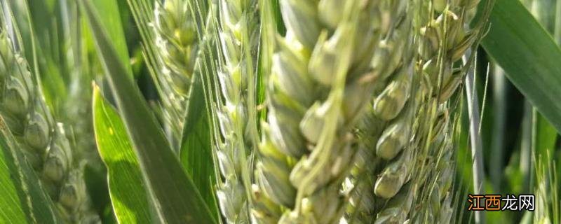小麦灌浆期需要什么肥,一直不灌浆是什么原因