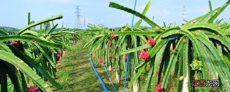 火龙果种植经验 火龙果种植技术和技巧