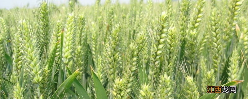 小麦吸浆虫什么时候打药,吸浆虫的防治方法