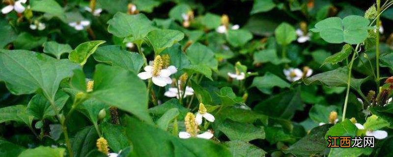 鱼腥草种植技术及亩收益 鱼腥草种植经济效益