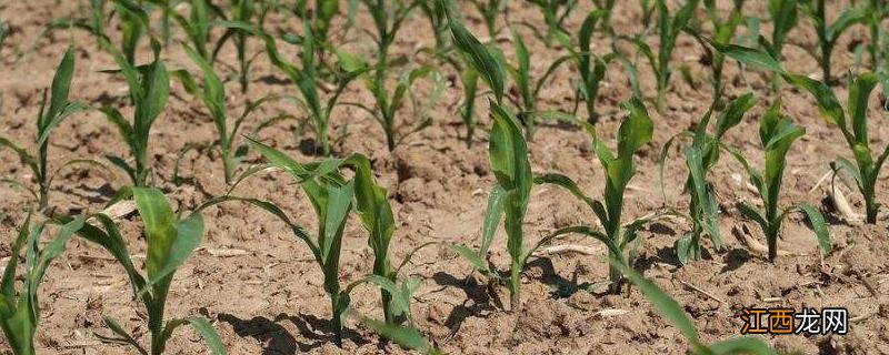 玉米除草剂能和叶面肥混用吗,什么时间喷比较好