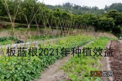 板蓝根收购价格最新价格 板蓝根收购价多少钱一斤