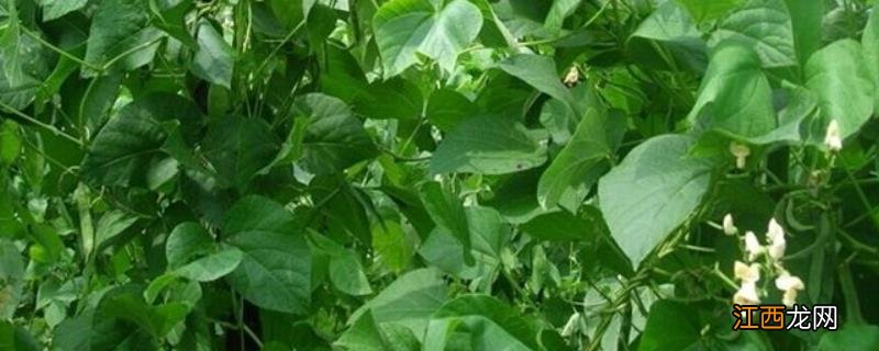 饭豆什么时候种植 饭豆的种植方法和时间