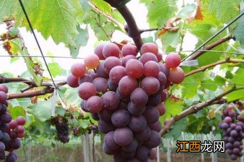 葡萄成熟期落果的原因及防治 葡萄落果的原因及防治