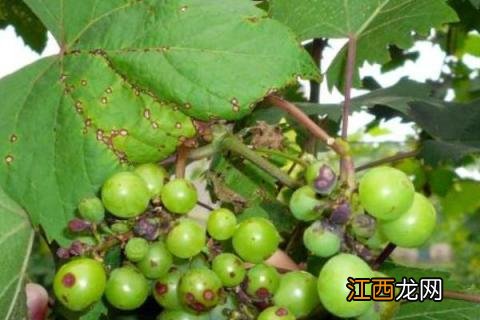 葡萄成熟期落果的原因及防治 葡萄落果的原因及防治