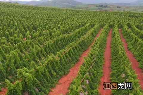 山药种植时间和方法 山药种植时间以及栽培条件和注意事项