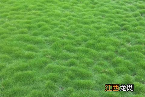 果岭草种子种植方法要点 果岭草草籽怎样播种