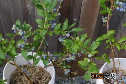 蓝莓的种植方法和技术 蓝莓的种植方法