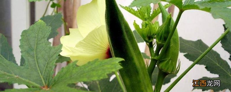 秋葵的种植方法和注意事项 秋葵种植技术及注意事项