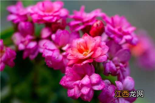 长寿花的养殖方法和注意事项,手把手教你养殖