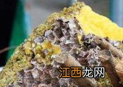 岩蜜怎么吃 岩蜜怎么吃更有效果