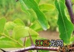 野生蜂窝的功效与作用